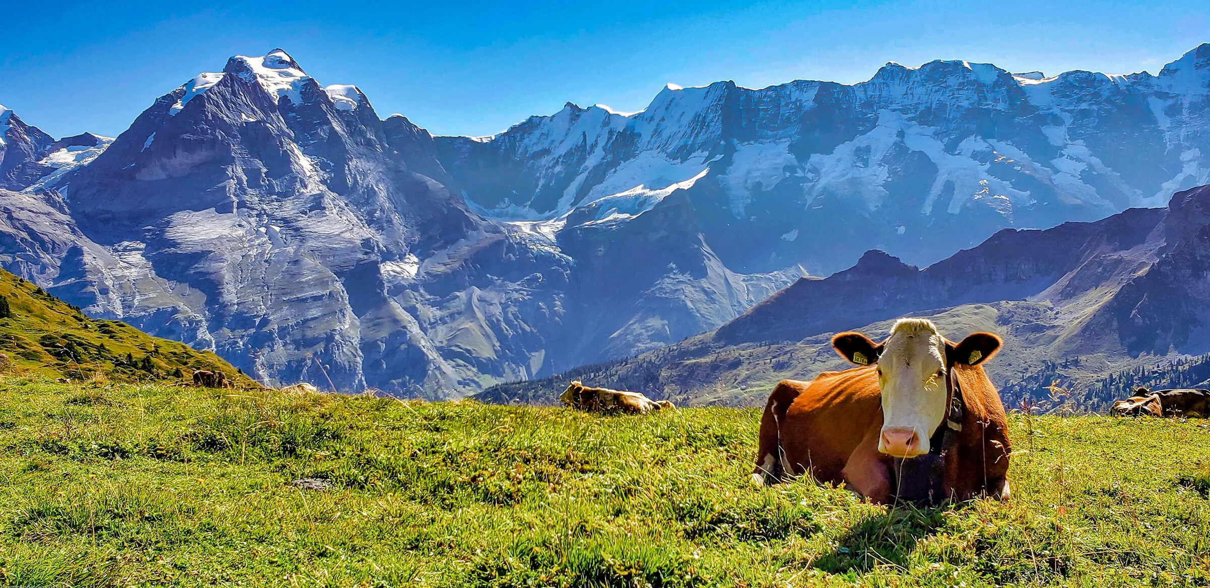 Hiking & Walking in Switzerland | Switzerland Hiking Tours—The Cat